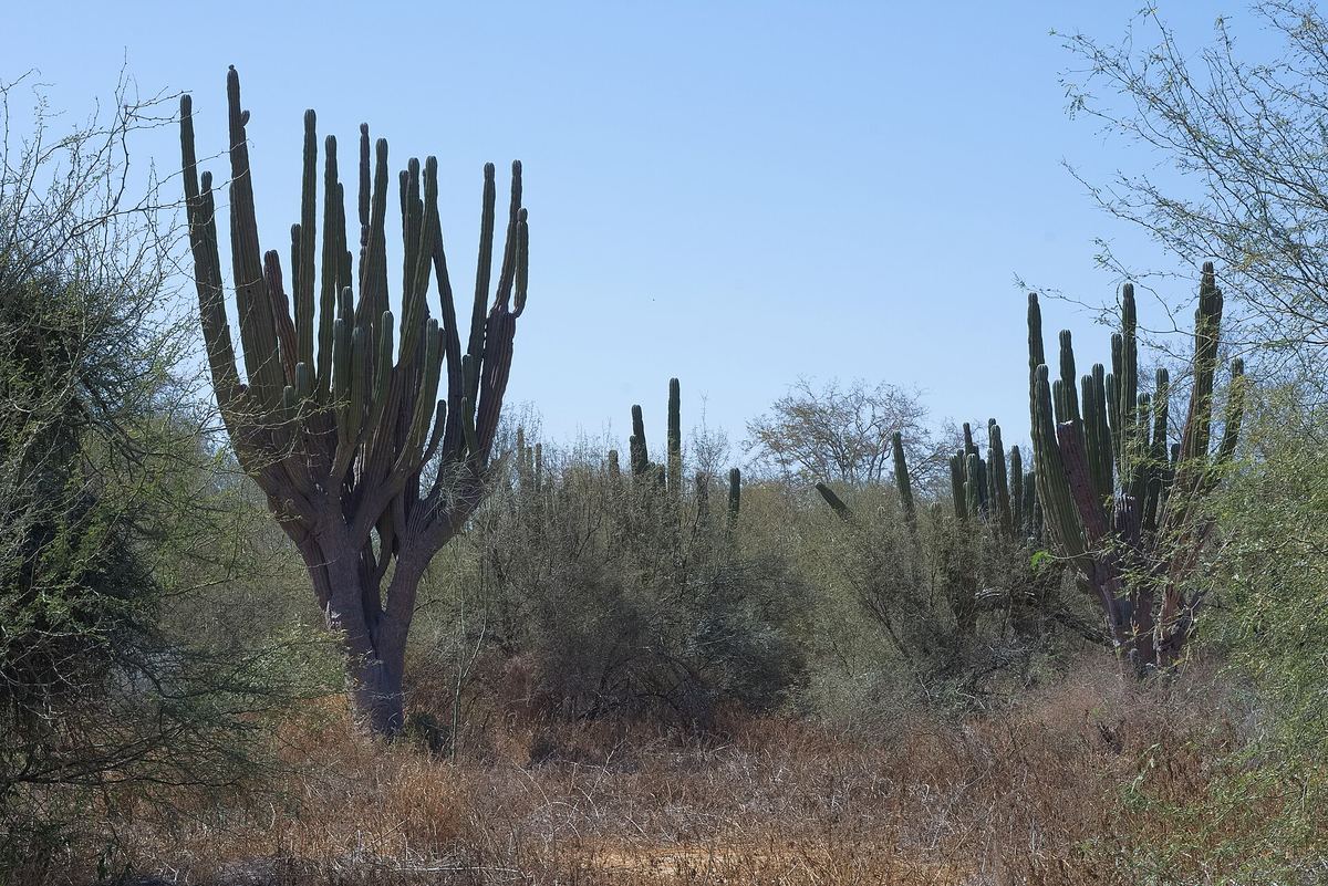 Cardones en el desierto sudcaliforniano