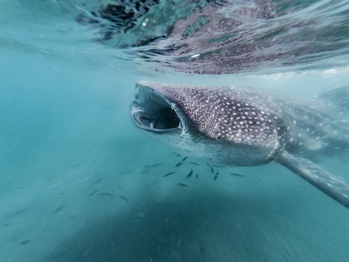 Tiburón ballena en la bahía de La Paz