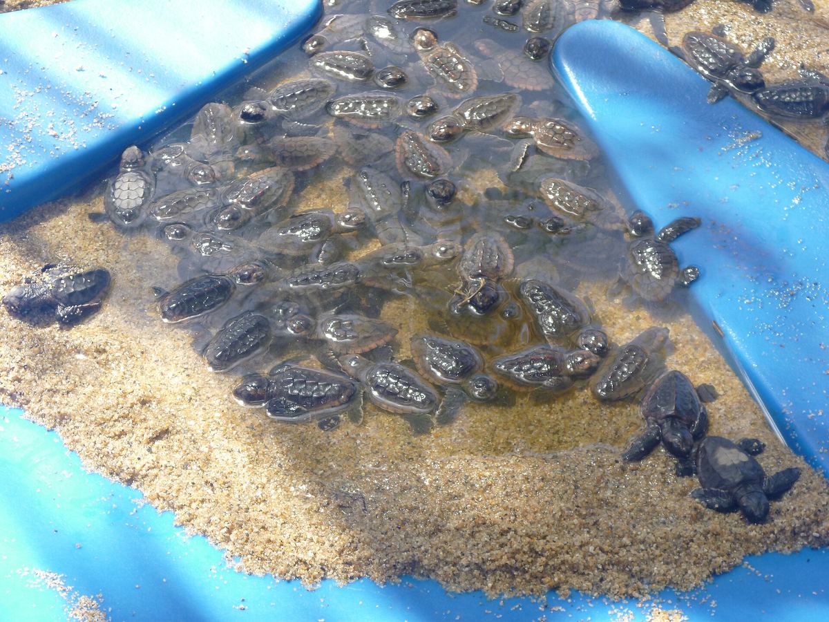 Crías de tortuga marina antes de su liberación